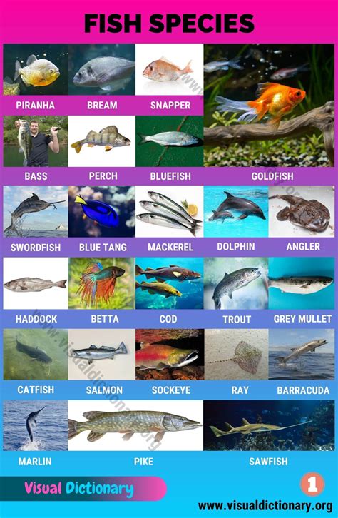 different fish|Types of Fish: Interesting List of 50 Different Fish Species around the .
